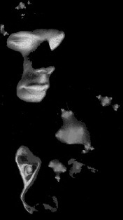 [Gesichter aus dem Booklet der CD]
